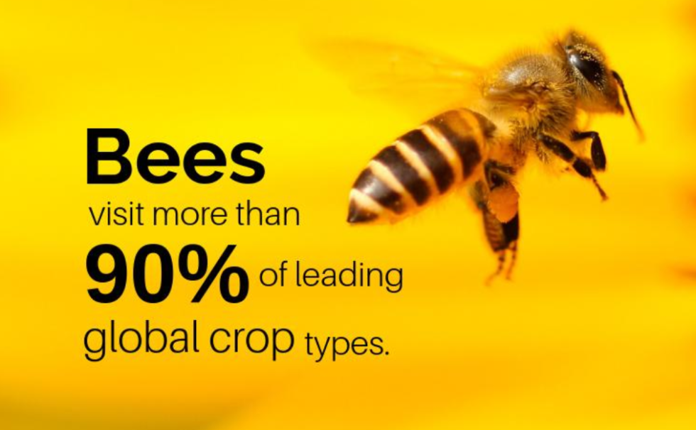 World Bee Day Beeing Beautiful in Business Coral Mountain World Bee Day