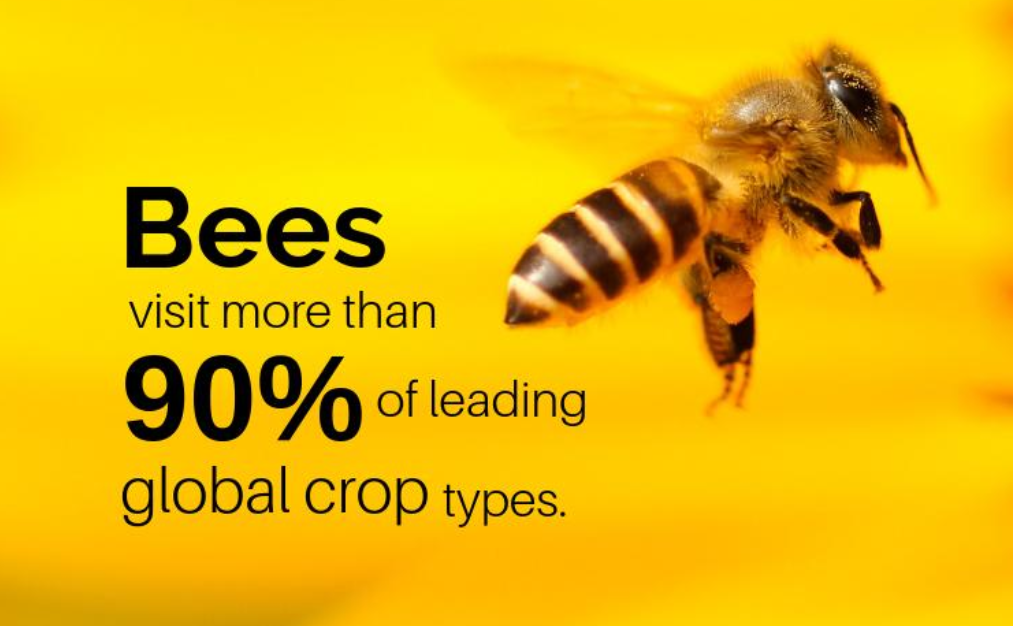 World Bee Day Credit IPBES